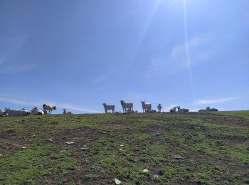 Excursión A pie Calenzano - Sentiero CAI 44 - Photo