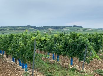 Trail Walking Bouteville - Bouteville : Sentier des Chaumes Boissieres - Photo