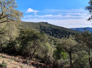 Excursión Senderismo Pierrefeu-du-Var - pierrefeu le maucouar sommet - Photo