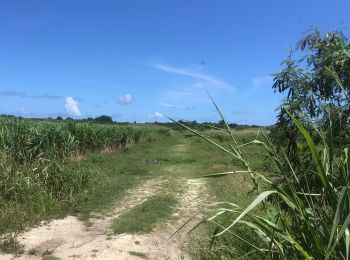 Tocht Trail Anse-Bertrand - Anse Bertrand  - Photo