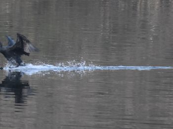 Trail Walking Oupeye - 20211216 - Balade ornithologique - Trilogiport - Photo