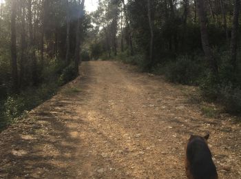 Tocht Stappen Valbonne - Les clausonnes 16 02 2020 - Photo