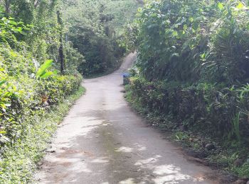 Trail Walking Le Lorrain - Fonds Labour - Fonds Duclos 2 - Photo