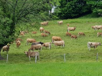 Randonnée Marche Mur-de-Barrez - Yolet boucle - Photo