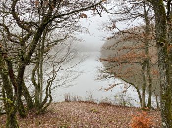 Trail Walking Lac de la Haute-Sûre - Bavigne 15,6 km - Photo