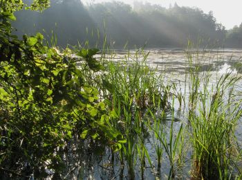 Tour Zu Fuß Labes - Lobeliowe Jezioro i Wilczy Gród - Photo