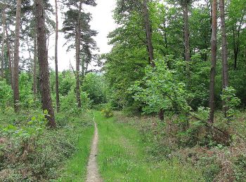 Tocht Stappen Choisy-au-Bac - en forêt de Laigue_14_05_2021_les Chemins du Plessis-Brion et de la Voie de l'Eau - Photo