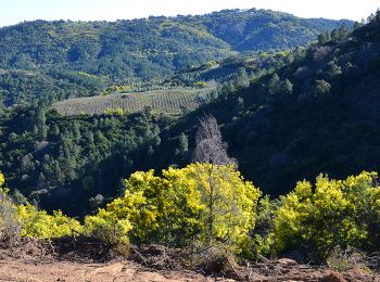 Tocht Stappen Tanneron - Tanneron par Les Farinas - Photo