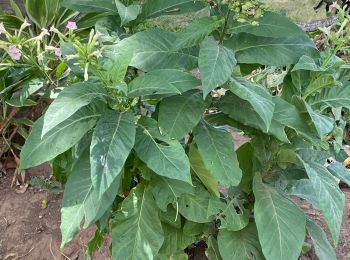 Trail Walking Sainte-Marie - Sainte-Marie/Marigot  - Photo