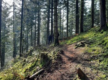 Randonnée Marche nordique Écouves - sur les chemins de trail en Ecouves  - Photo