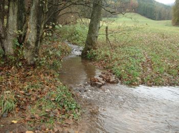 Randonnée A pied Amorbach - Rundwanderweg Boxbrunn 1 - Photo