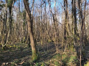 Tour Wandern Martailly-lès-Brancion - Martailly cadoles FR - Photo