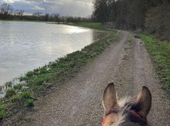 Trail Horseback riding Saint-Martin - Vendredi 23 février 24 Tivio  - Photo