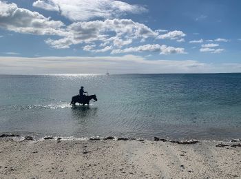 Tocht Paardrijden Sarzeau - Plage St Jacques bis - Photo