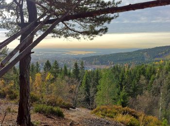 Trail On foot Unknown - Årvollåsen natursti - Photo