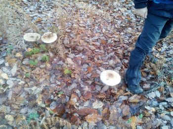 Randonnée Marche Plaisir - Forêt de Ste Appoline - Photo