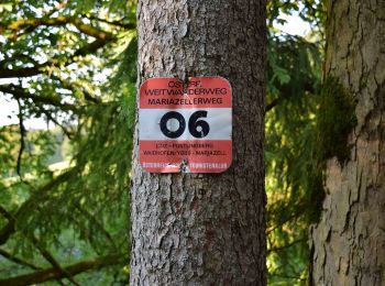 Tour Zu Fuß Lunz am See - Rund um den Lunzer See - Photo