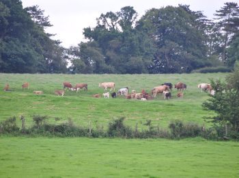 Percorso A piedi Mid Devon - Uffculme Village Trail - Photo