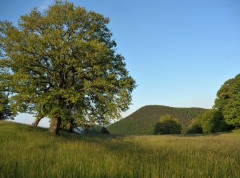 Trail On foot Gemeinde Alland - Allander Wanderweg 12 - Photo