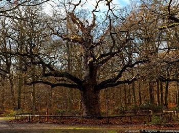 Percorso A piedi Montgeron - forêt de Sénart à Brunoy - Photo