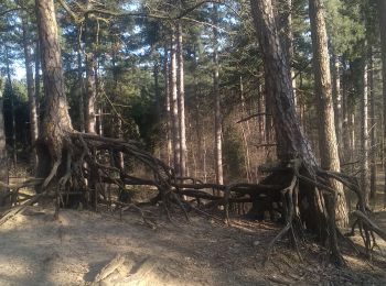Trail Walking Kasterlee - Lichtaart - Herentals - Photo