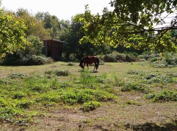 Trail Walking Saint-Martin-le-Beau - Saint-Martin-le-Beau - PR Entre Vignes et Forêts - 11.8km 120m 2h45 (45mn) - 2023 10 07 - Photo