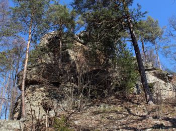 Excursión A pie Gemeinde Kirchschlag - Kirchschlag - Radigundenstein - Anschluß an Marienweg - Photo