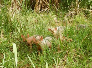 Percorso Marcia Sainte-Rose - RANDO MORNE ROUGE  - Photo