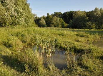 Tocht Te voet Friedrichshafen - Ortsrundweg Kluftern - Südrunde - Photo