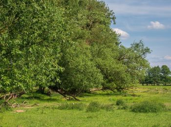 Percorso A piedi Walsdorf - Rundweg Lisberg L 3 