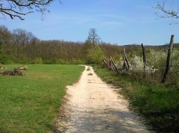 Percorso A piedi Nagykovácsi - Sisakvirág tanösvény (Nagykovácsi, Homok-hegy alja - Nagy-Kopasz - Hidegvölgyi-erdészlak am.) - Photo