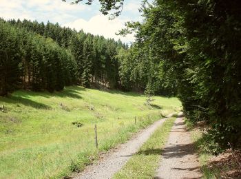 Randonnée A pied Friedrichroda - Heuberghaus (Naturlehrpfad) - Photo