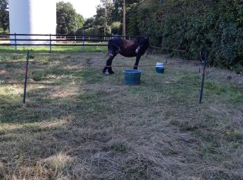 Tour Reiten Saint-Léger-de-Rôtes - rando  equestre st leger de roste - Photo