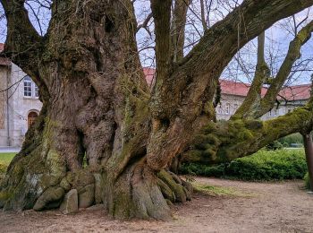 Randonnée A pied Königslutter am Elm - Zielwanderweg Königslutter-Lutterspring-Tetzelstein - Photo
