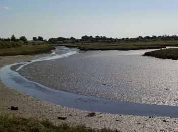 Trail Walking Le Teich - Le Teich - Photo