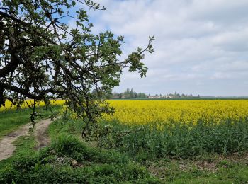 Tocht Stappen Milon-la-Chapelle - La Forêt de la Madeleine et l'Abbaye de Port-Royal-des-Champs - Photo