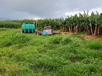 Randonnée Marche Basse-Pointe - Exploitations agricoles en boucle N°1 - Photo