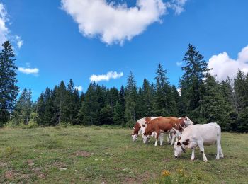 Tocht Stappen Bellefontaine - Le point de vue de la roche devant - Photo