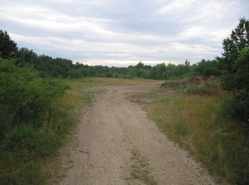 Tour Zu Fuß Gemeinde Höflein - Via Vinum (Rundwanderweg Höflein) - Photo