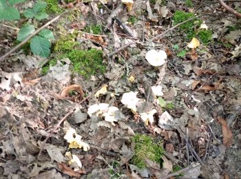 Trail Walking Vendeuvre-sur-Barse - Funghi 30/07/24 Marque Coupe - Photo
