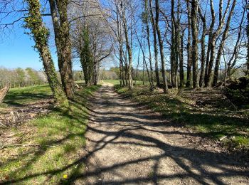 Tour Wandern Rieupeyroux - Tour du Pradal - Photo