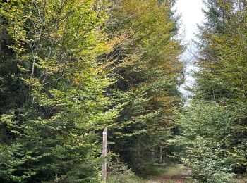 Tocht Stappen Habay - Le grand ruisseau  - Photo