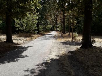 Tocht Stappen Parijs - Les 3 lacs du bois de Vincennes  - Photo