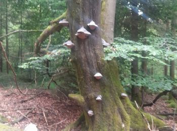 Randonnée Marche Vaux-sur-Sûre - Marche 10km 800 à  Bercheux - Photo