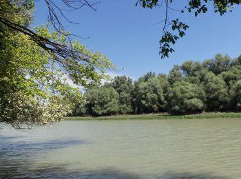 Excursión A pie Baja - K+ (Nyárilegelő - Cserta-híd) - Photo