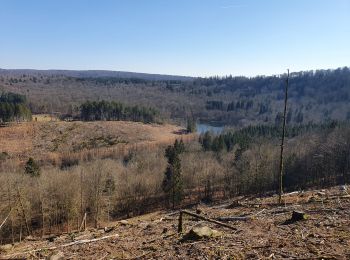 Tour Wandern Florenville - rando herbeumont 8-03-2022 - Photo