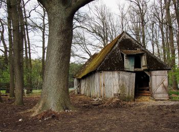 Tour Zu Fuß Südheide - Südheide 'Im Reich der Heidschnucken' W10l (lange Tour) - Photo