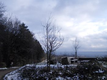 Tour Zu Fuß Eltville am Rhein - Rheinsteig-Zuweg Eltville - Photo