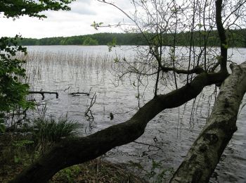 Randonnée A pied Schwarz - Rundweg Wummsee - Photo