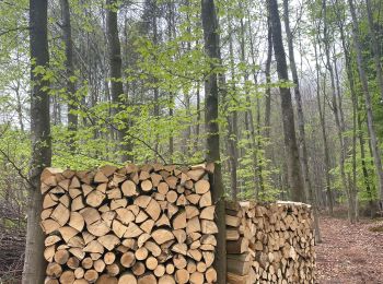 Randonnée Marche Genappe - Glabais - promenade dans le bois de Ways Ruart - Photo